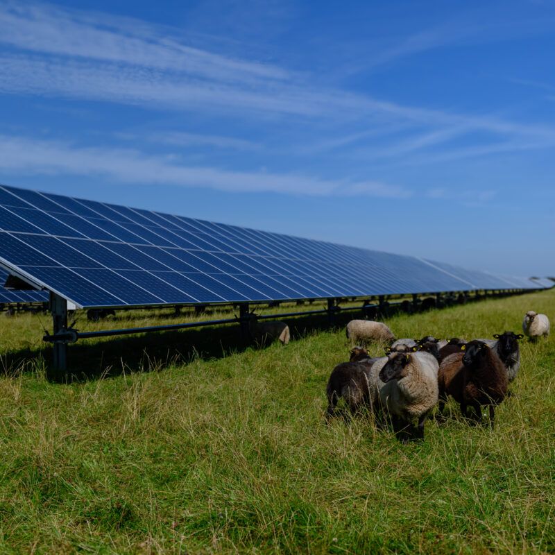 Sheeps standing next to a field of solar panels an windmill in the distance. Agrivoltaics concept that involves the shared use of land for solar parks and sheep grazing.