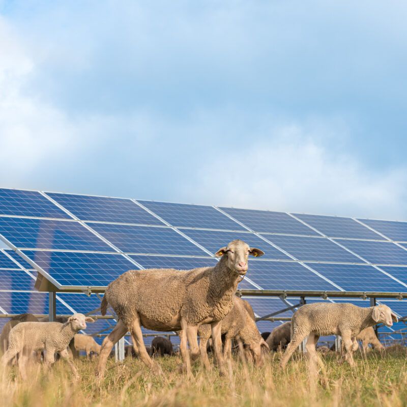 solar power panels with grazing sheeps - photovoltaic system
